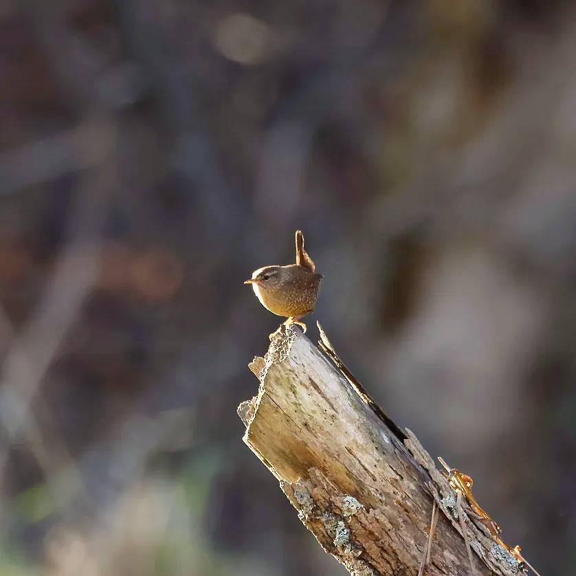 Winter Wren - ML645496711