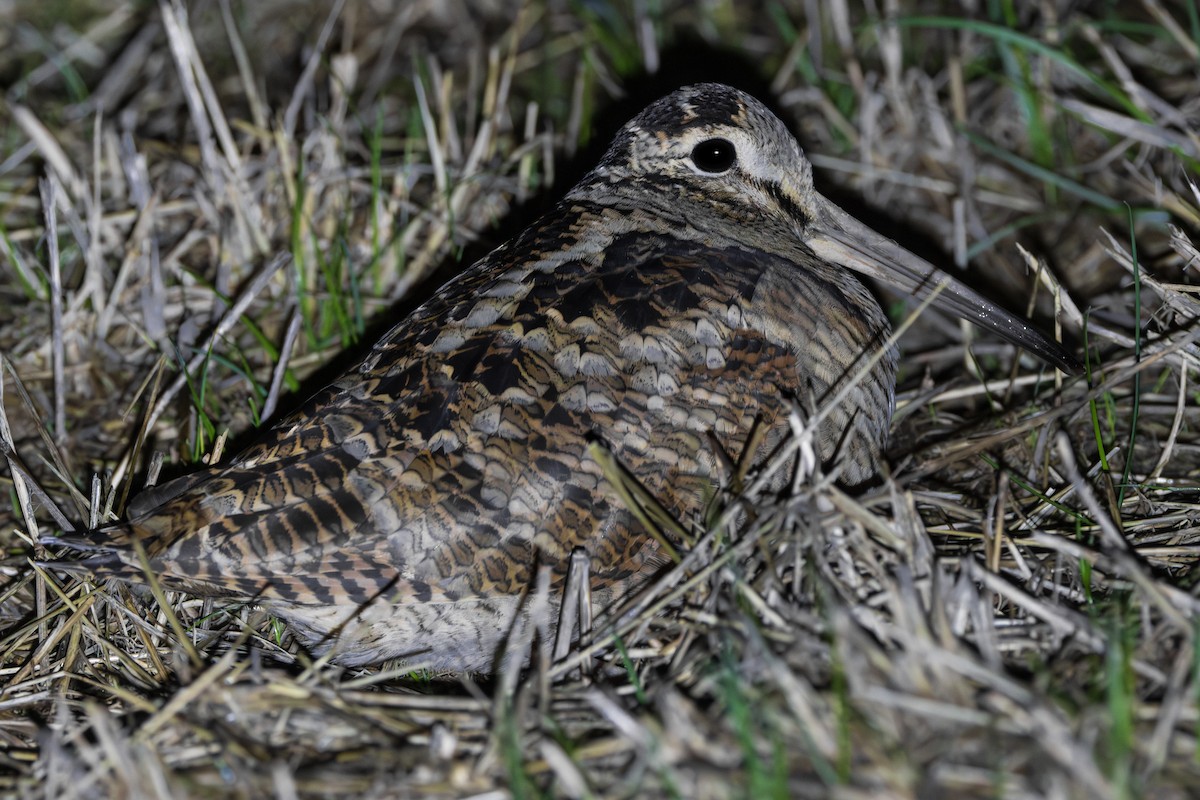 Eurasian Woodcock - ML645496712