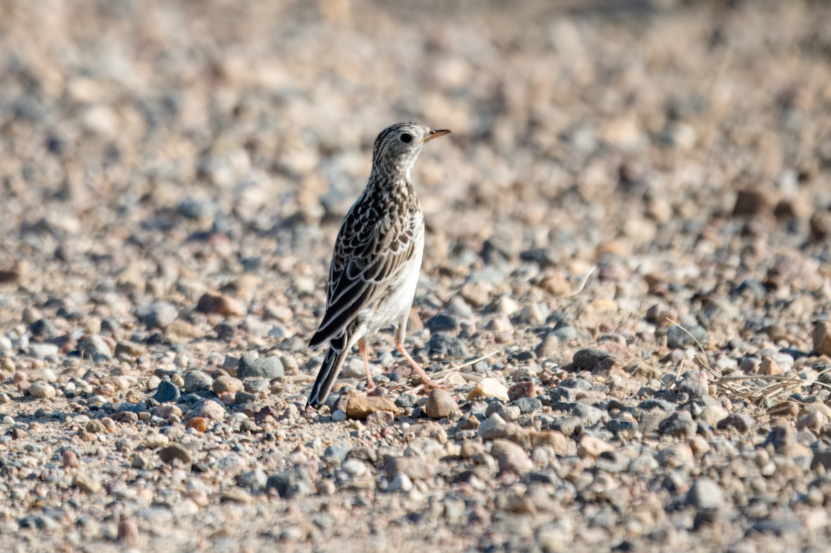 Sprague's Pipit - ML645496718