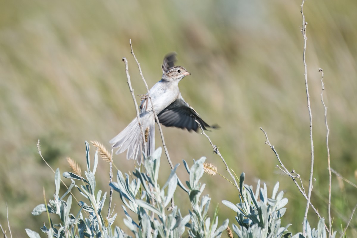 Brewer's Sparrow - ML645496723