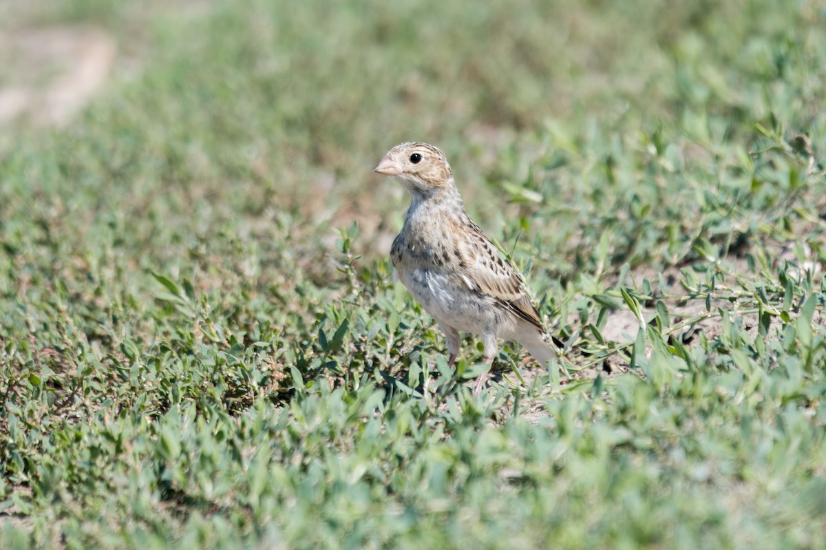 Thick-billed Longspur - ML645496731