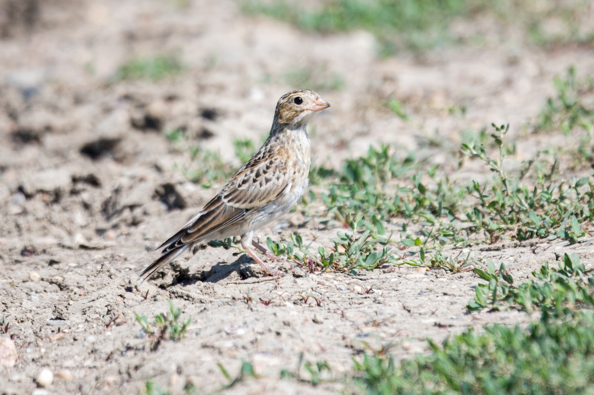 Thick-billed Longspur - ML645496732