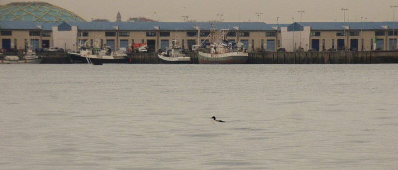 Common Eider - ML645496742