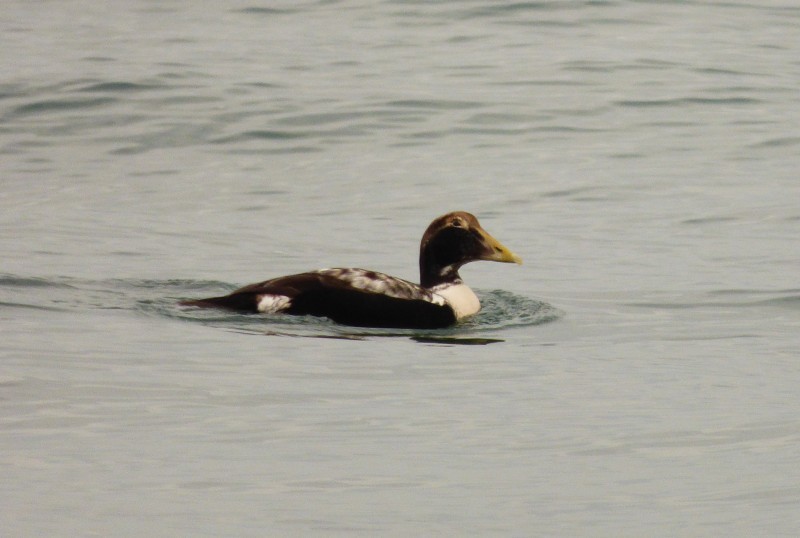 Common Eider - ML645496743