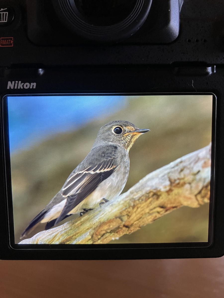 Мухоловка сибірська - ML645496755