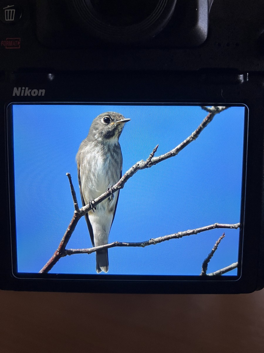 Мухоловка сибірська - ML645496756