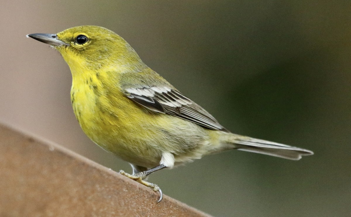Pine Warbler - ML645496760