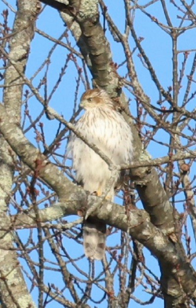 Cooper's Hawk - ML645496767