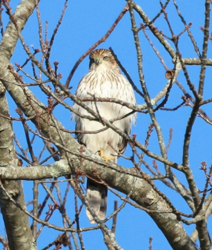 Cooper's Hawk - ML645496768