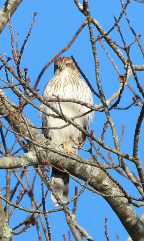 Cooper's Hawk - ML645496769