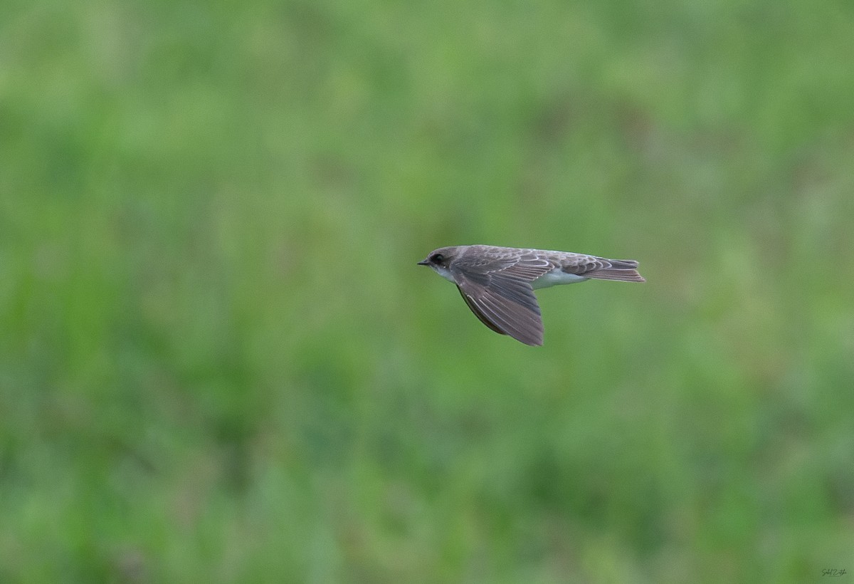 Bank Swallow - ML645496770