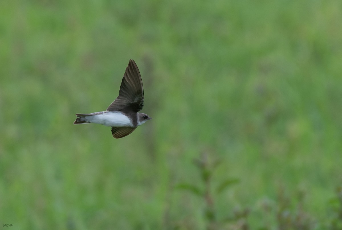 Bank Swallow - ML645496773