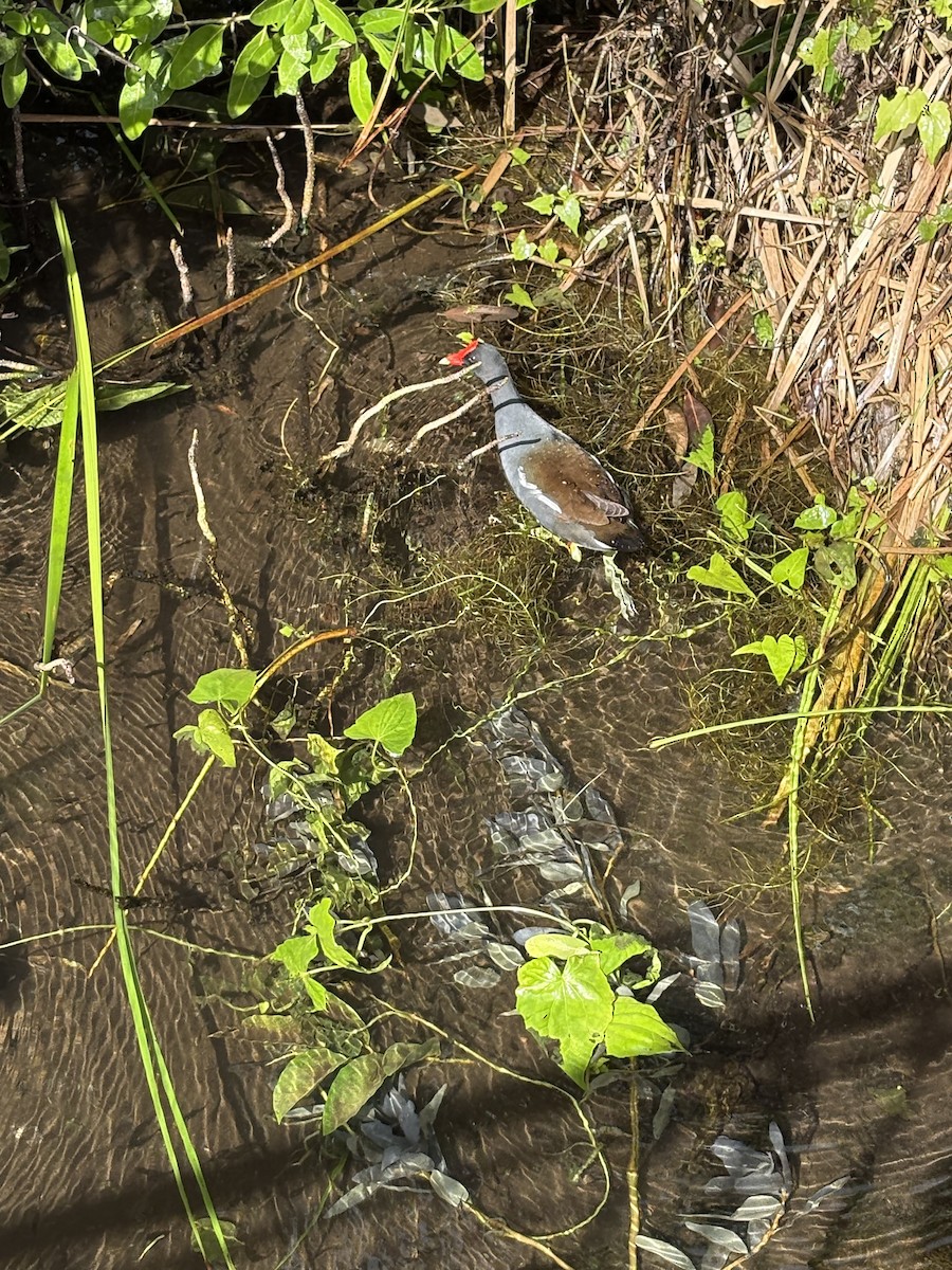 Курочка латиноамериканська - ML645496775