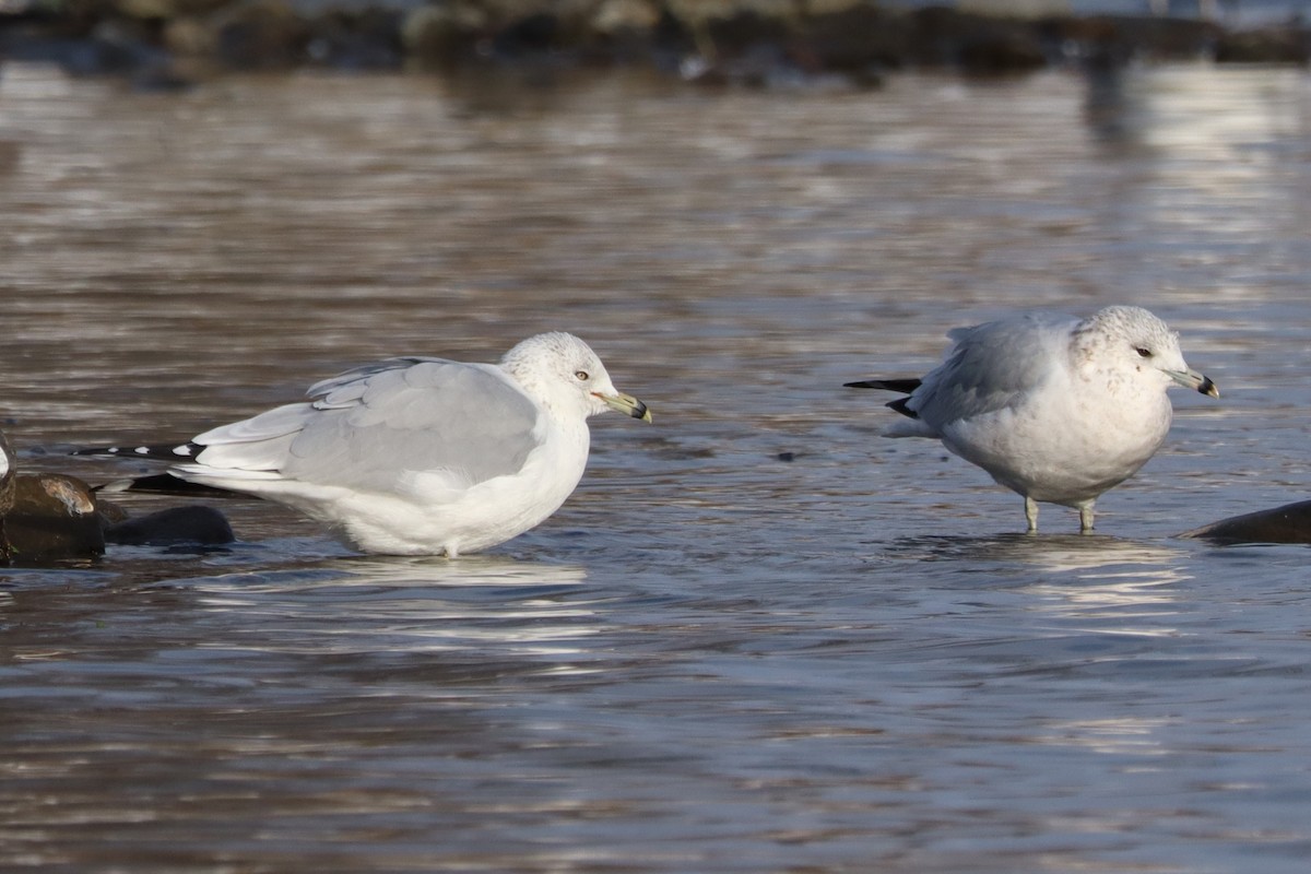 Ring-billed Gull - ML645496776