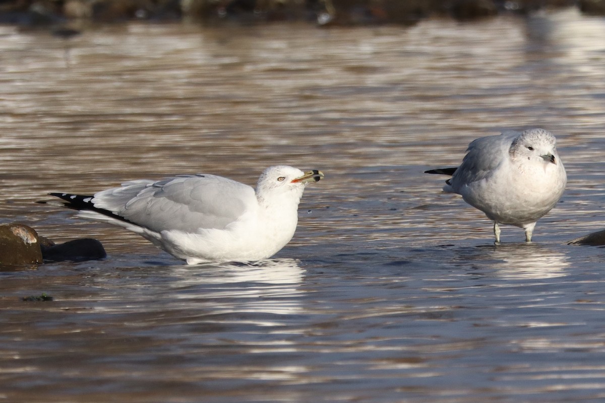 Ring-billed Gull - ML645496777