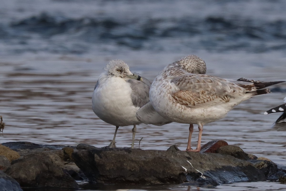 Ring-billed Gull - ML645496789
