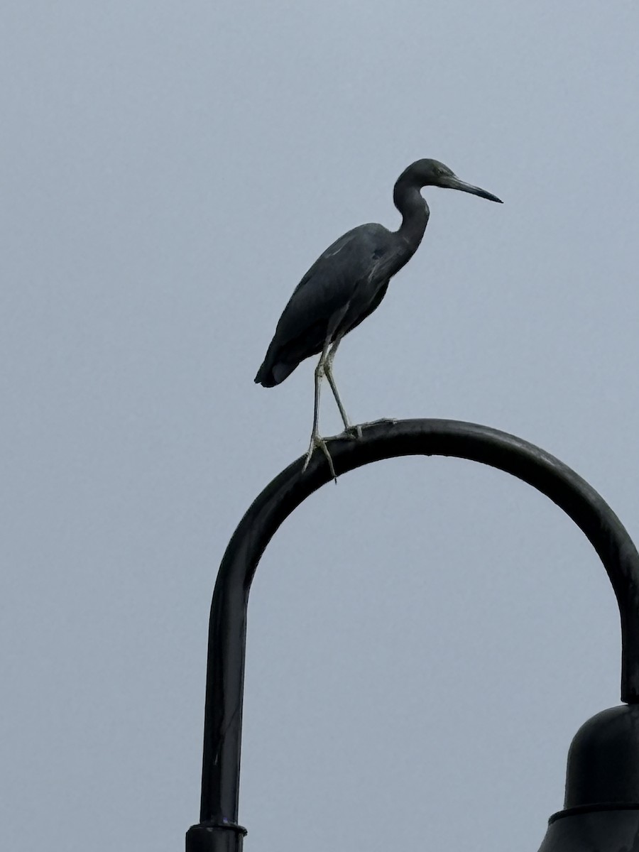 ヒメアカクロサギ - ML645496796