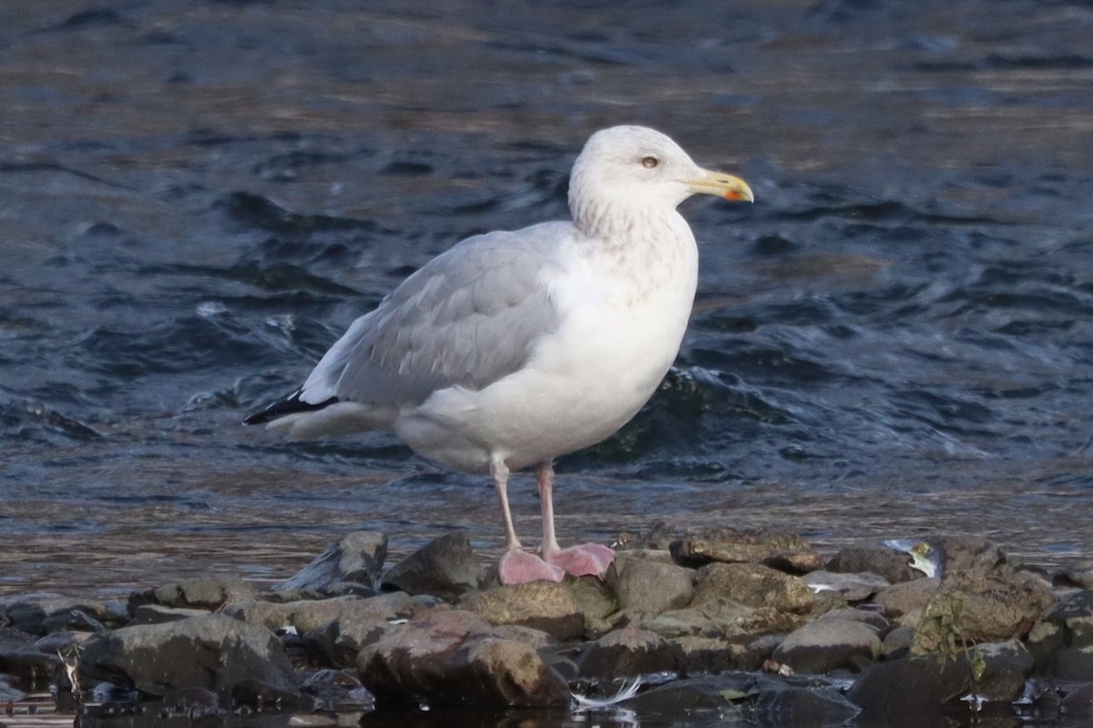 American Herring Gull - ML645496817
