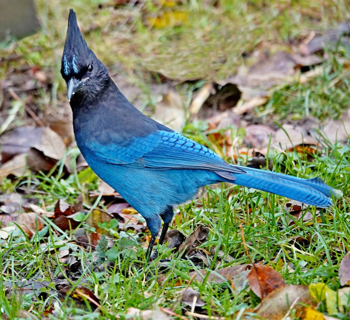 Chara de Steller - ML645496820