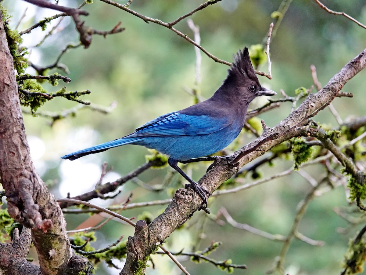 Chara de Steller - ML645496821