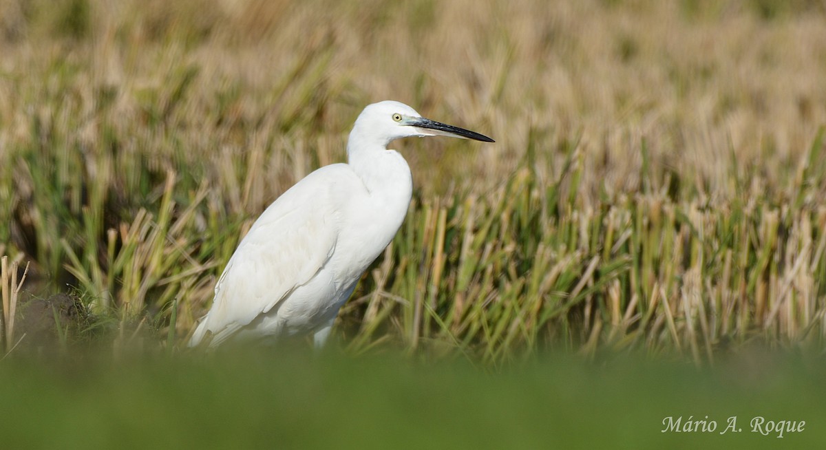 Little Egret - ML645496827