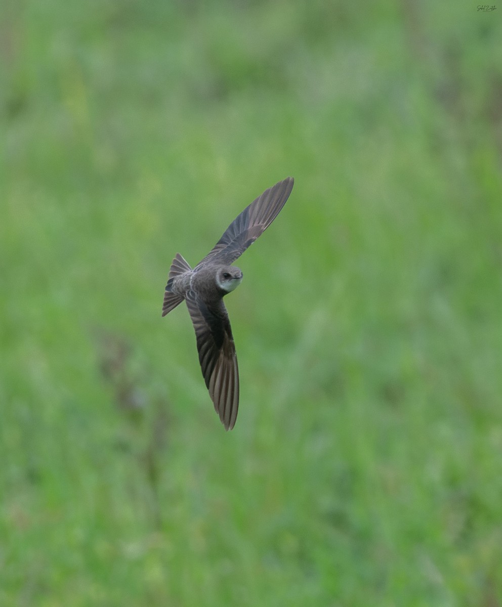Bank Swallow - ML645496838