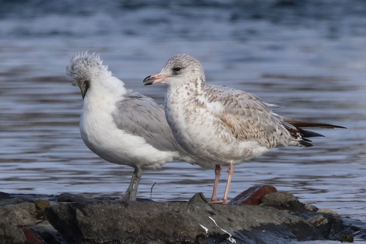 Ring-billed Gull - ML645496850