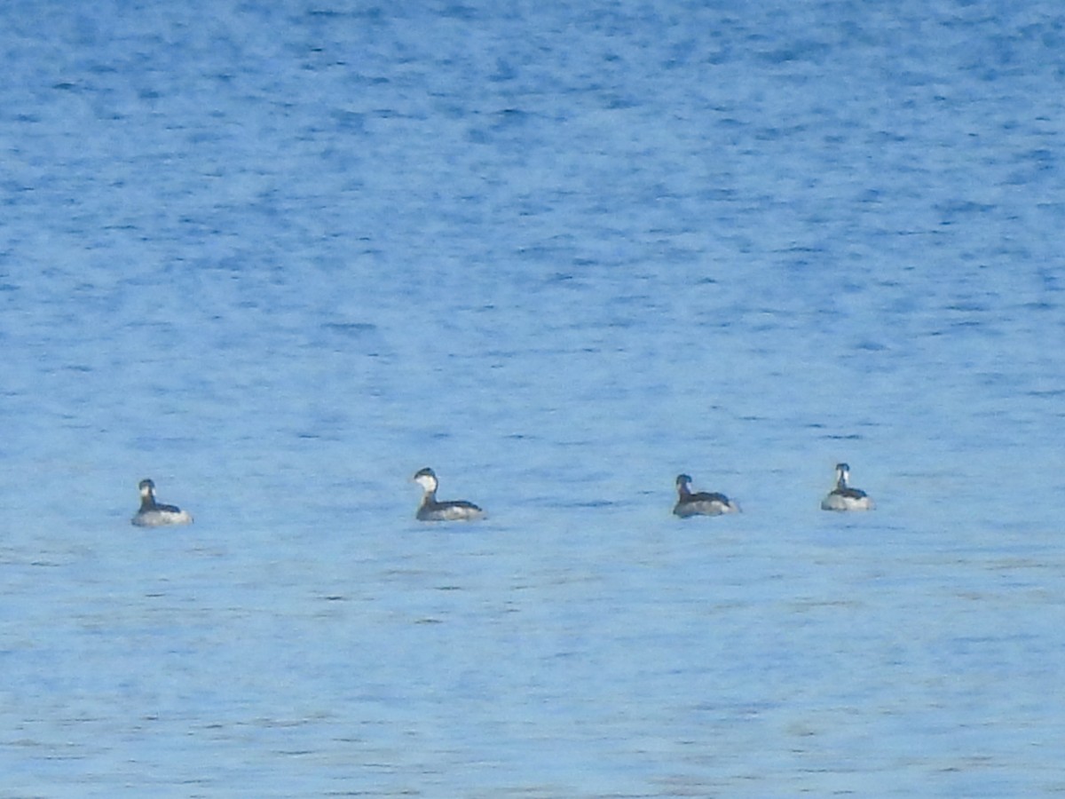 Красношейная поганка - ML645496851