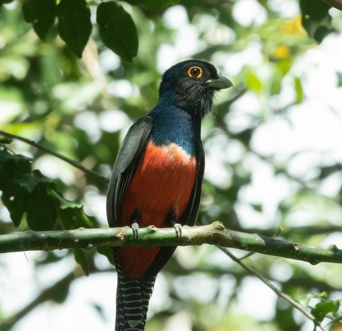 Blue-crowned Trogon - ML645496853