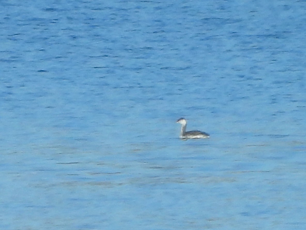 Красношейная поганка - ML645496857