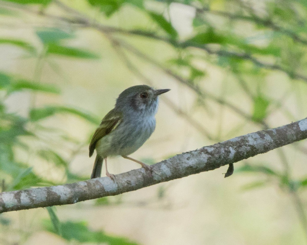 Ak Karınlı Küçük Tiran - ML645496878