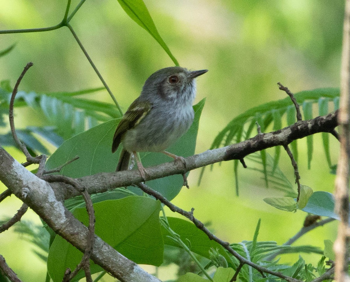 Ak Karınlı Küçük Tiran - ML645496879