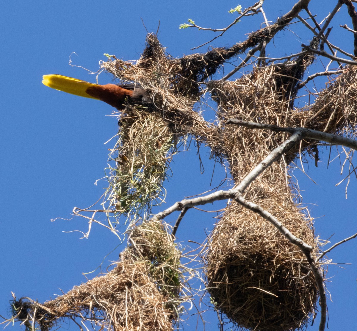 Crested Oropendola - ML645496882