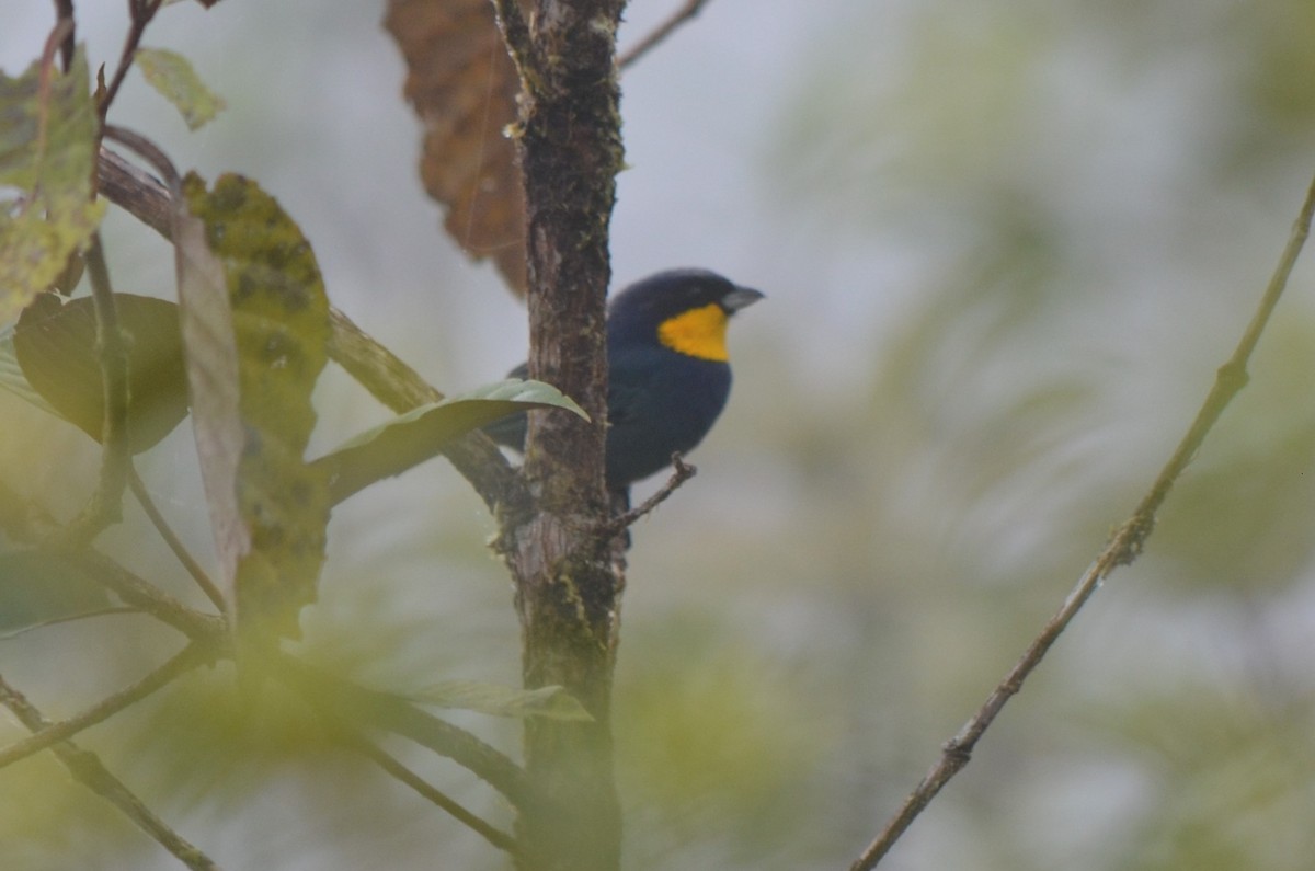 Purplish-mantled Tanager - ML645496883
