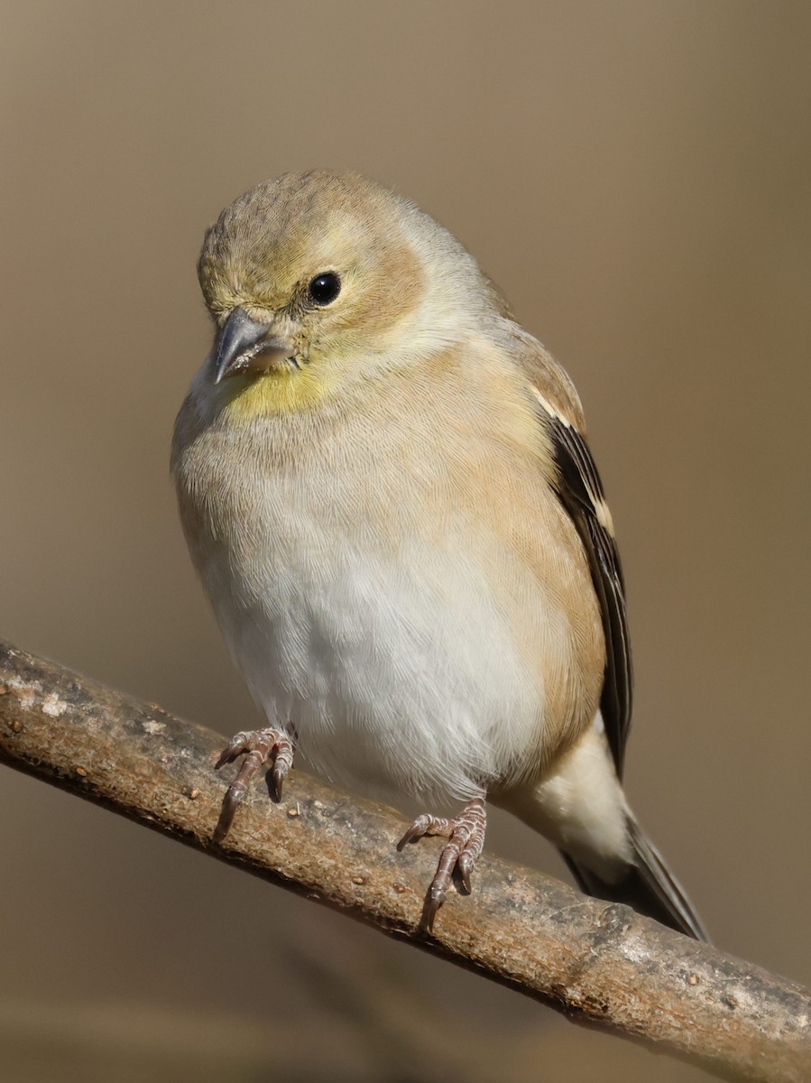 American Goldfinch - ML645496885