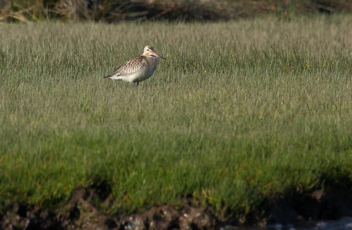 Bar-tailed Godwit - ML645496888