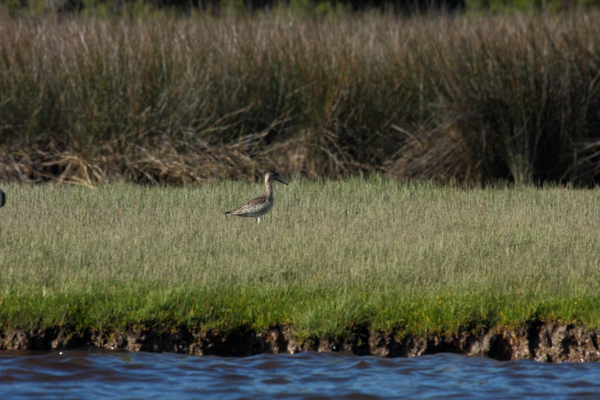 Bar-tailed Godwit - ML645496889