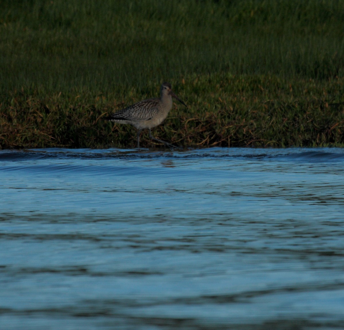 Bar-tailed Godwit - ML645496890