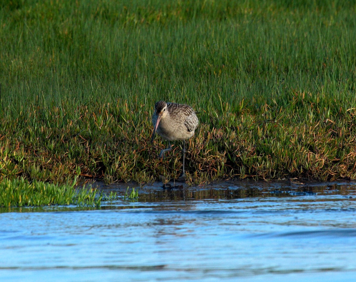 Bar-tailed Godwit - ML645496891