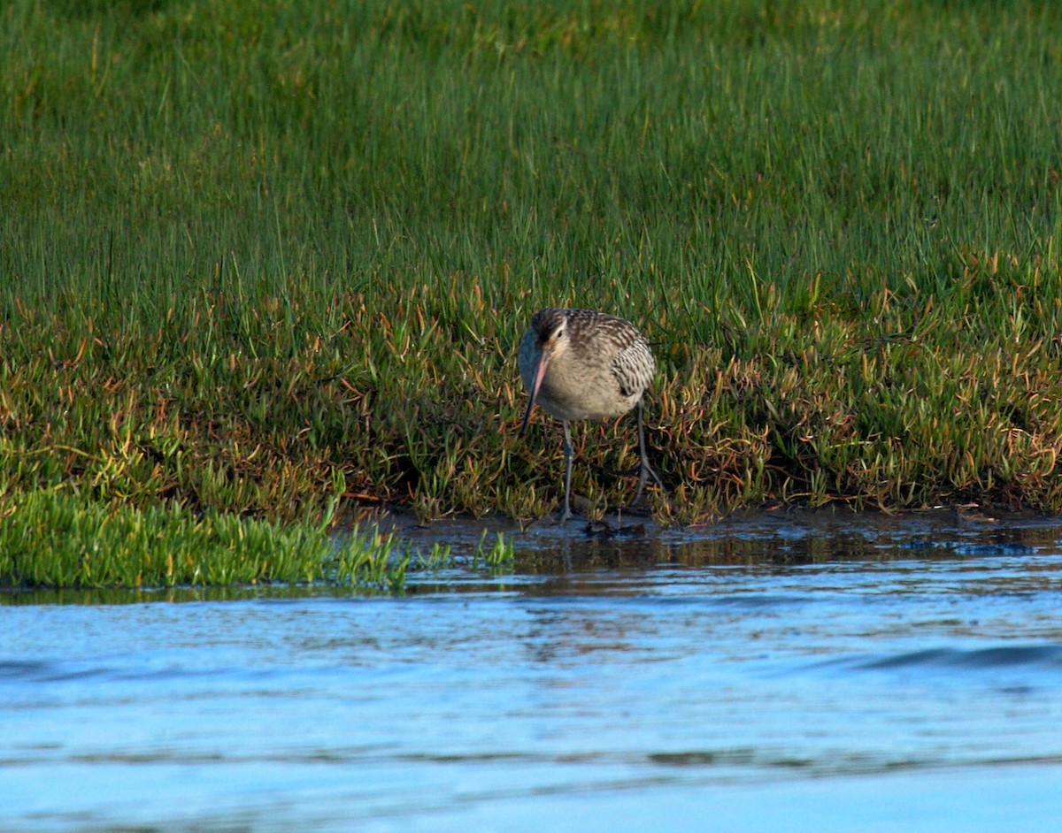 Bar-tailed Godwit - ML645496892