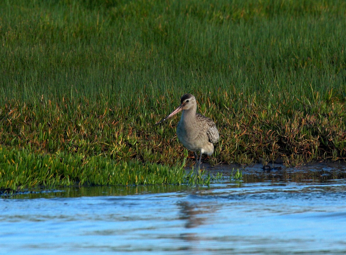 Bar-tailed Godwit - ML645496893