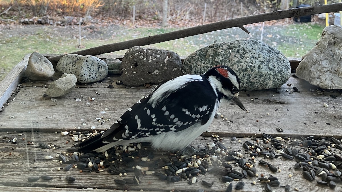 Hairy Woodpecker - ML645496899