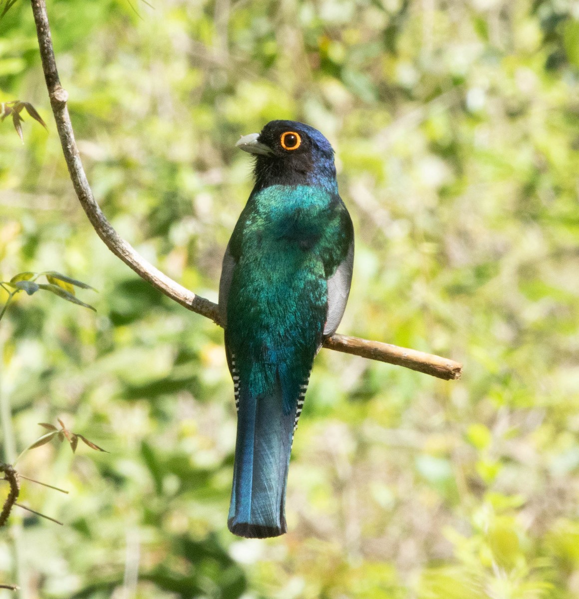 Blue-crowned Trogon - ML645496903