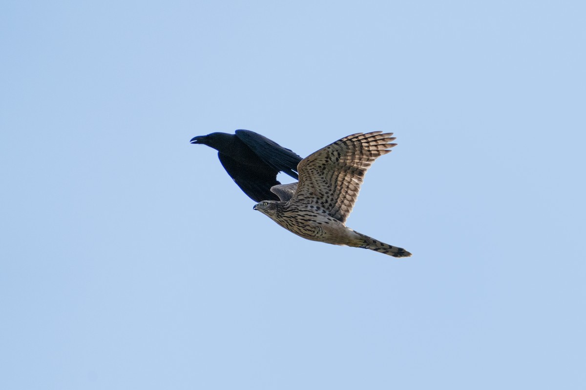 Тетеревятник - ML645496906