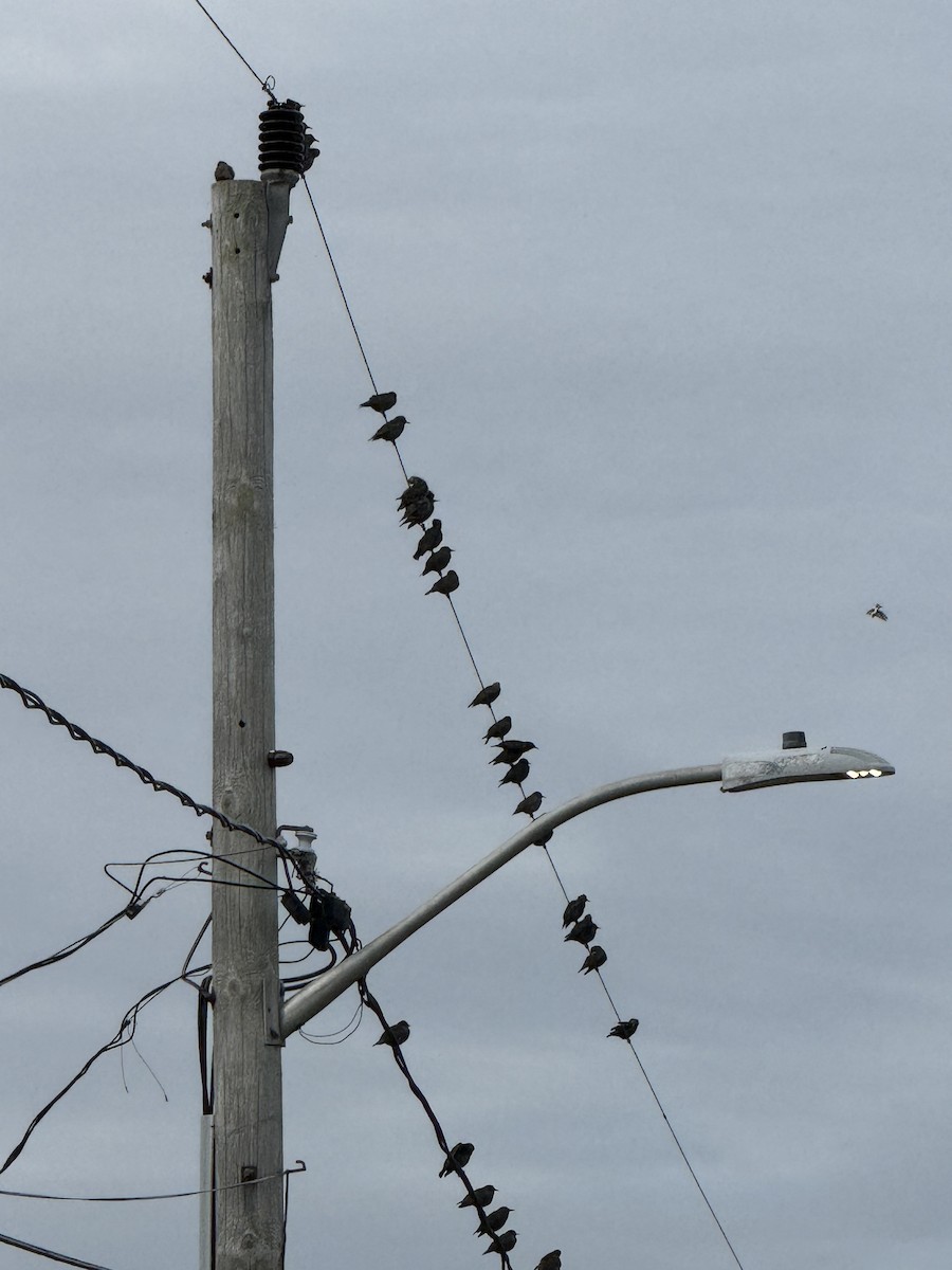 Шпак звичайний - ML645496908