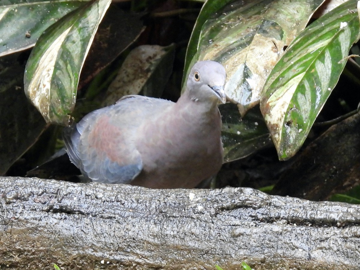 Red-billed Pigeon - ML645496909