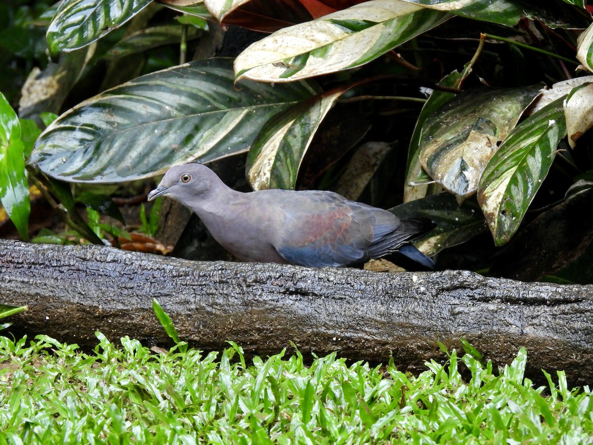 Red-billed Pigeon - ML645496910