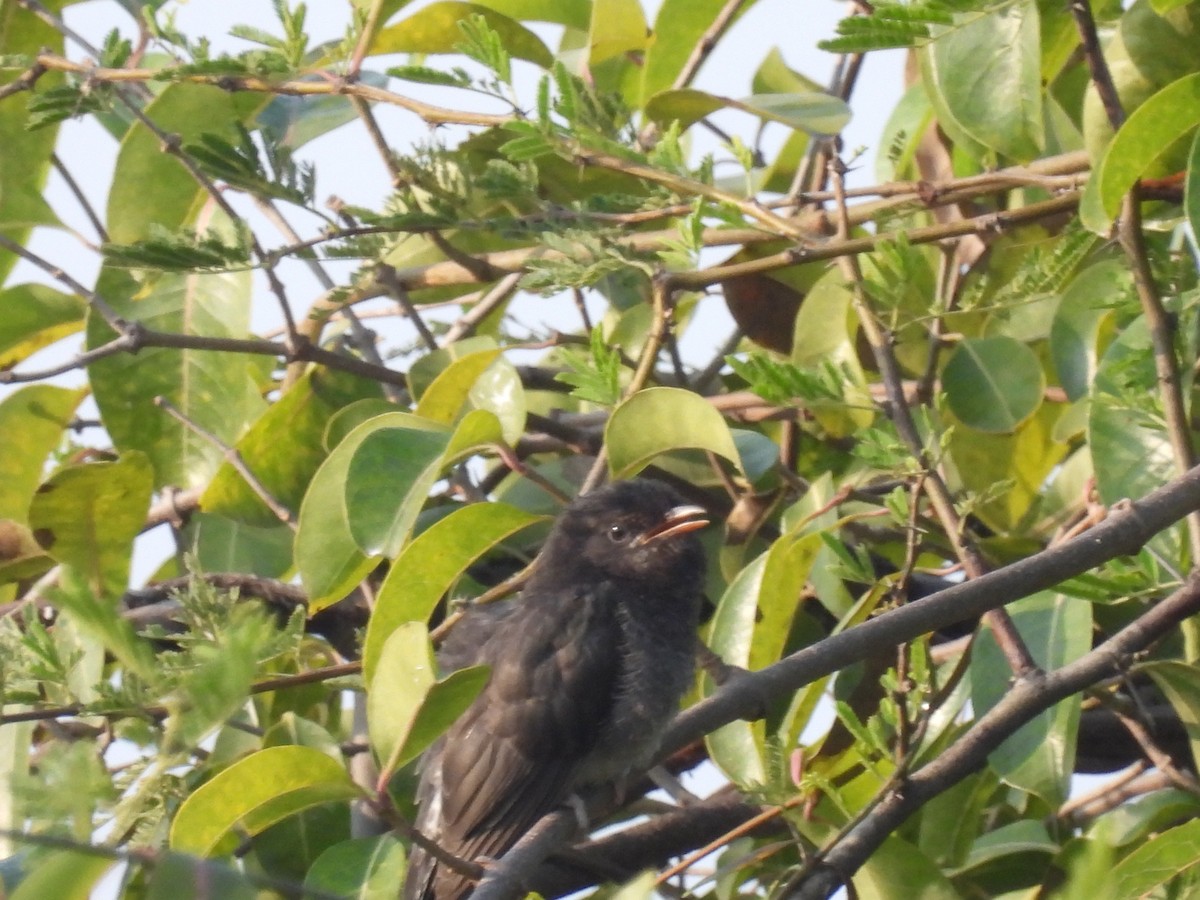 Cuco Pechigrís - ML645496911