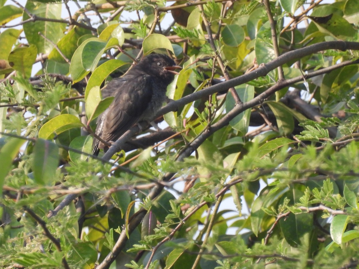 Cuco Pechigrís - ML645496912