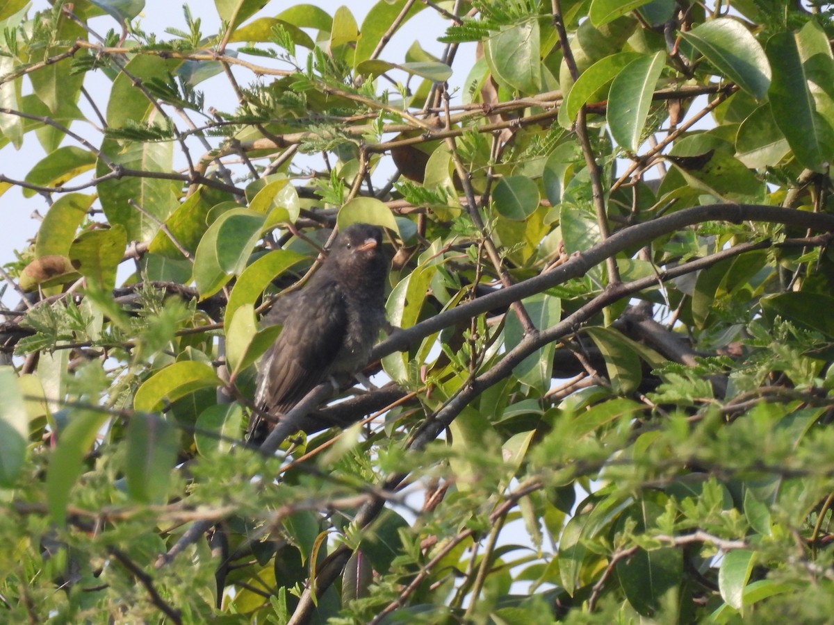 Cuco Pechigrís - ML645496913